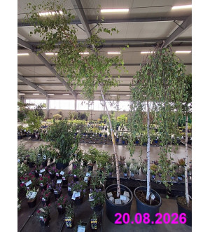 Betula verrucosa C 30 L